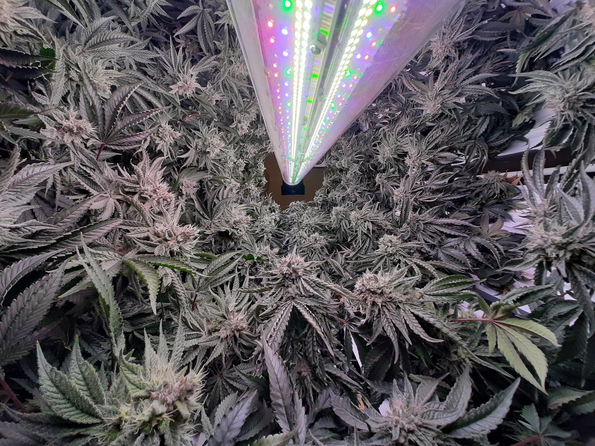 rotogro's tweet photo. Testing our new custom designed LED lights at our facility. These lights are completely programmable for light spectrum and intensity. Results have been very positive as we progress. #Rotogro #Rotogro420  #RotatingGarden #Hydroponics #HydroponicGarden #verticalfarming #LED https://t.co/uhZNNPBVKs