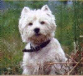 tshering_la's tweet photo. Here's a picture of Wee Jock because I absolutely love Hamish Macbeth. This is for @Paula_McCarlyle ♥ (I know you love Hamish as well!!)
#HamishMacbeth #Hamish #WeeJock #Westie https://t.co/4dQyN7BMOn