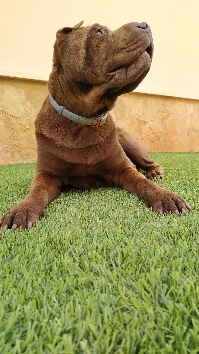 TuSharPei's tweet photo. #TuSharPei #SharPei #perro #perros #dog #dogs #amigo #friend #MiMejorAmigo #MyBestFriend https://t.co/9NZECuFBIN