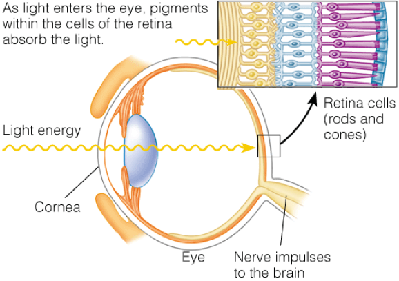 Mamalia, termasuk manusia, ada fotoreseptor dan opsin juga tau. Paling banyak dalam retina mata.Terdapat 2 sel fotoreseptor, satu dikaitkan penglihatan berwarna dan penglihatan waktu siang (opsin kon). Satu lagi penglihatan dalam cahaya berkeamatan rendah (rod/ rhodopsin).