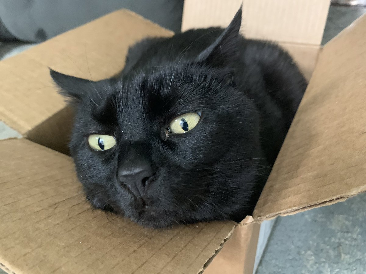 unionjackattack's tweet image. This is my #cat #figaro Say hello.