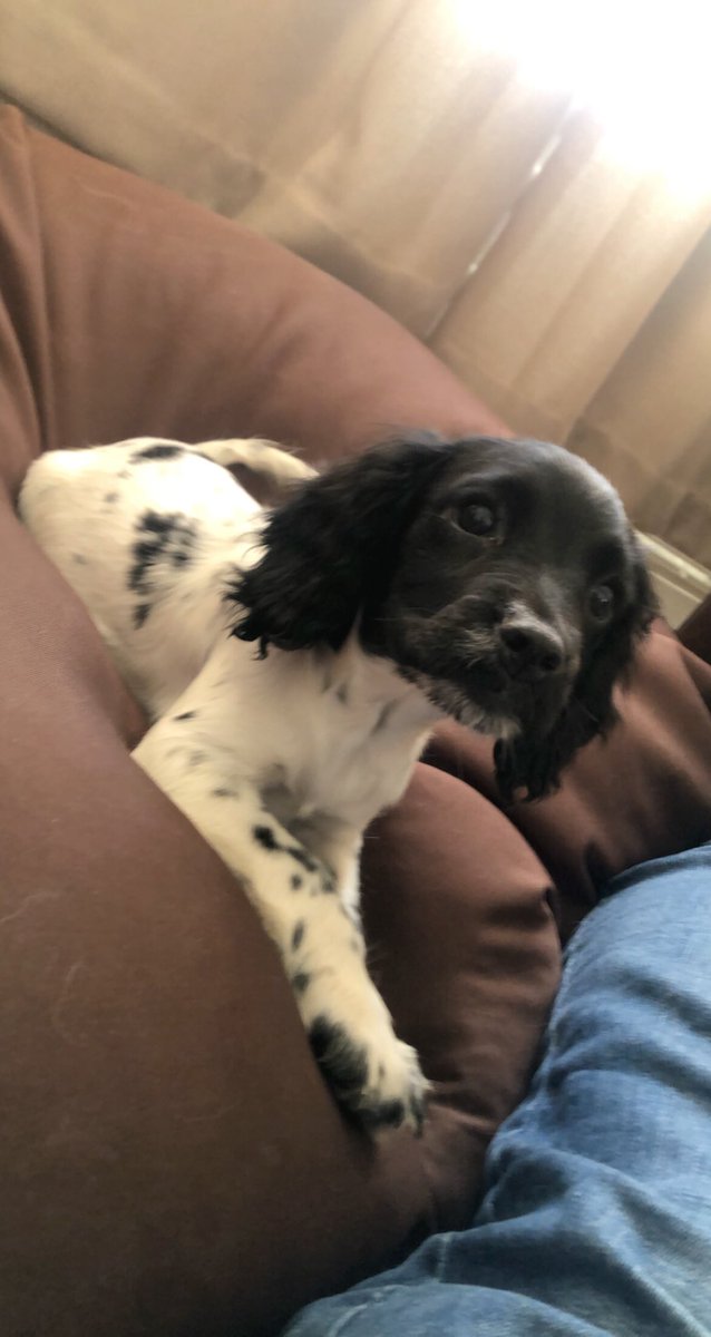 Zed8M's tweet photo. So our 2 little pups are keeping us busy whilst we canโt be out on track!
Let us see your furry friends!
#furryfriends #carlovers #motorsportlovers #love #ฤฑnstagood #cute #racinglifestyle #raceready #beautiful https://t.co/fHNxcFBzTK