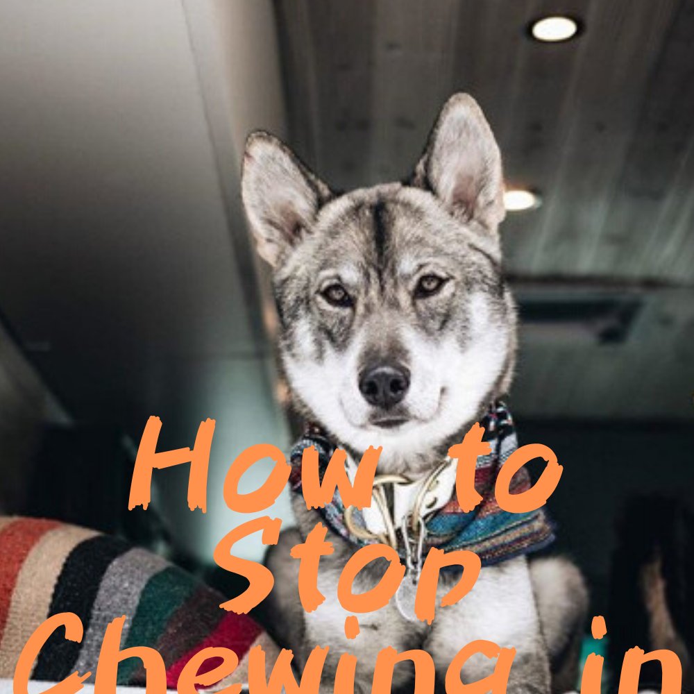Dog Tips Secret- How to Stop Chewing in Puppies 
#dogtraining ,#dogtrainingtips
dogtipsecret.blogspot.com/2020/04/dog-ti…