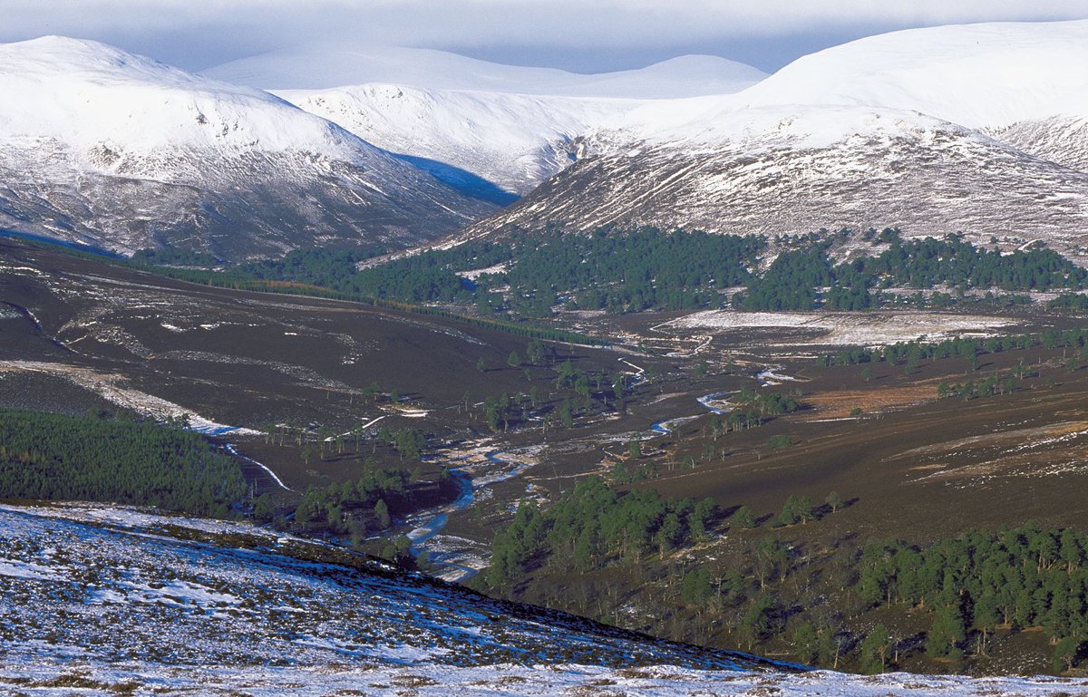 NatureScot's tweet photo. It's been a bit of a chilly week so far, with a fresh dusting of snow on the hills, so for today's #virtualview from the archive we're taking you to the beautiful Glen Quoich in the Cairngorms #bringingnaturetoyou #stayhome #staysafe https://t.co/qkatp7cgsE