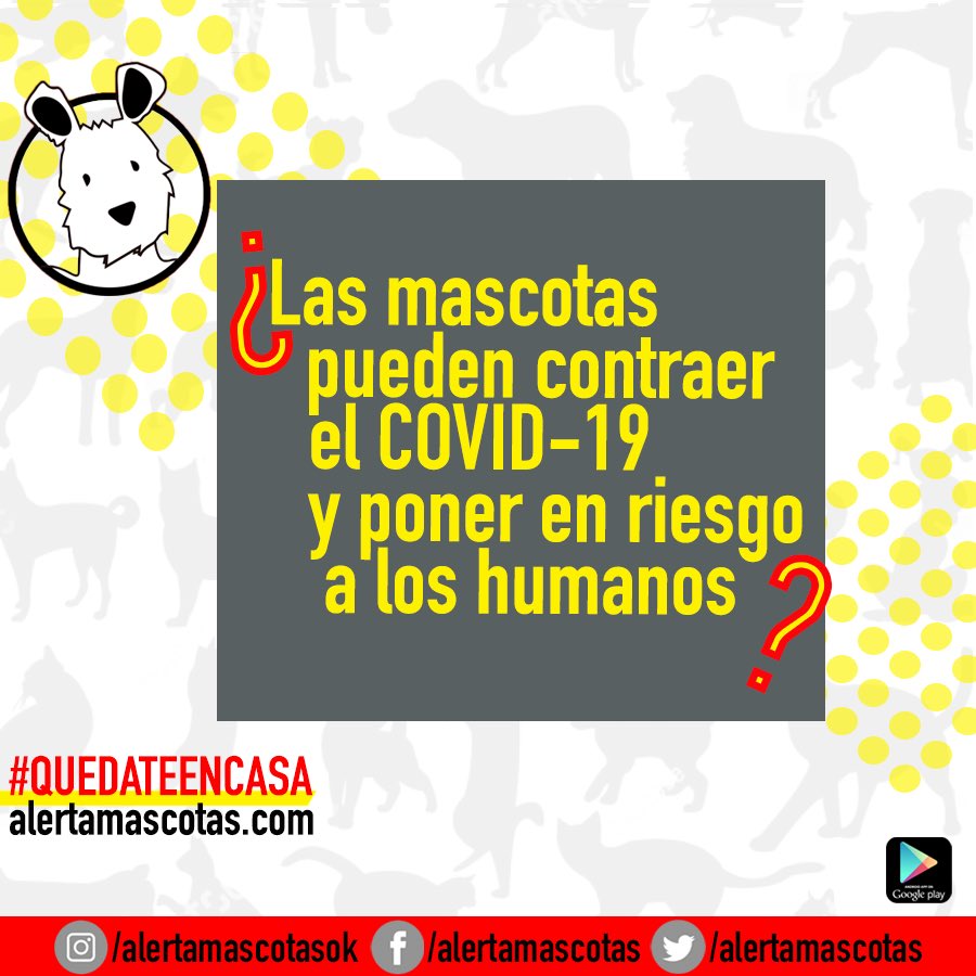 alertamascotas's tweet photo. No se puede afirmar que nuestras mascotas sean transmisoras del COVID-19 a las personas.
#QUEDATEENCASA
.
.
Para Android descarga la app desde el Play Store.
Para iPhone ingresa a https://t.co/OOCOjfJize
NUNCA DEJES DE BUSCAR https://t.co/QfCMqvFgP7
