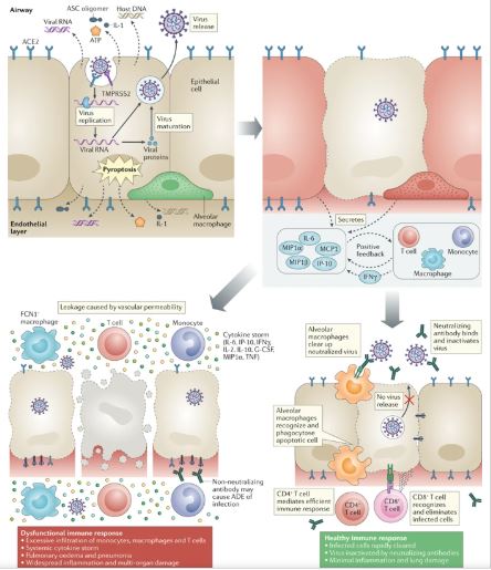 SEMiPYP's tweet photo. The trinity of COVID-19: immunity, inflammation and intervention by Matthew Zirui Tay et al. 👉https://t.co/E8C3KypV3Z @NatRevImmunol  #inflammation #COVID19 #CORONAVIRUS #Inmmunity https://t.co/IxJktP3sVj