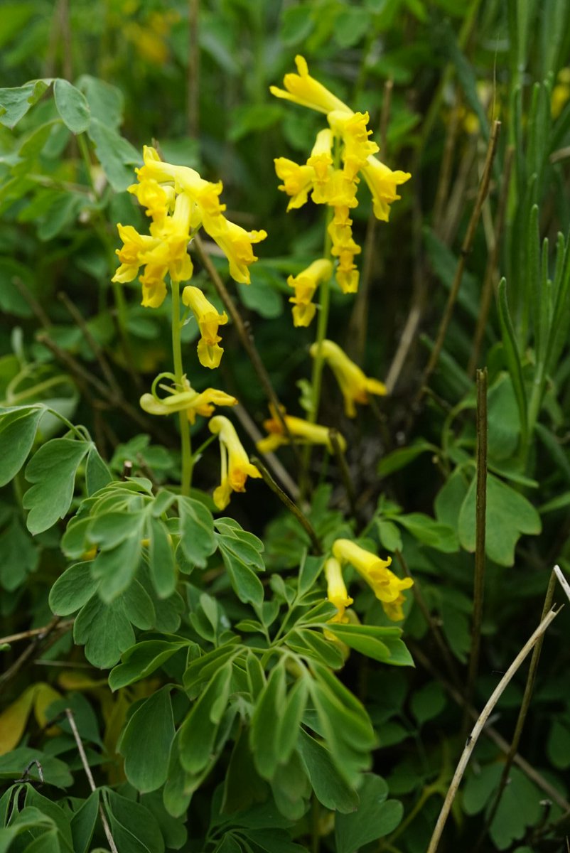 Family 15 is the Poppy Family (Papaveraceae)Welsh Poppy (Papaver cambriaca) and Yellow Corydalis (Pseudofumaria lutea)