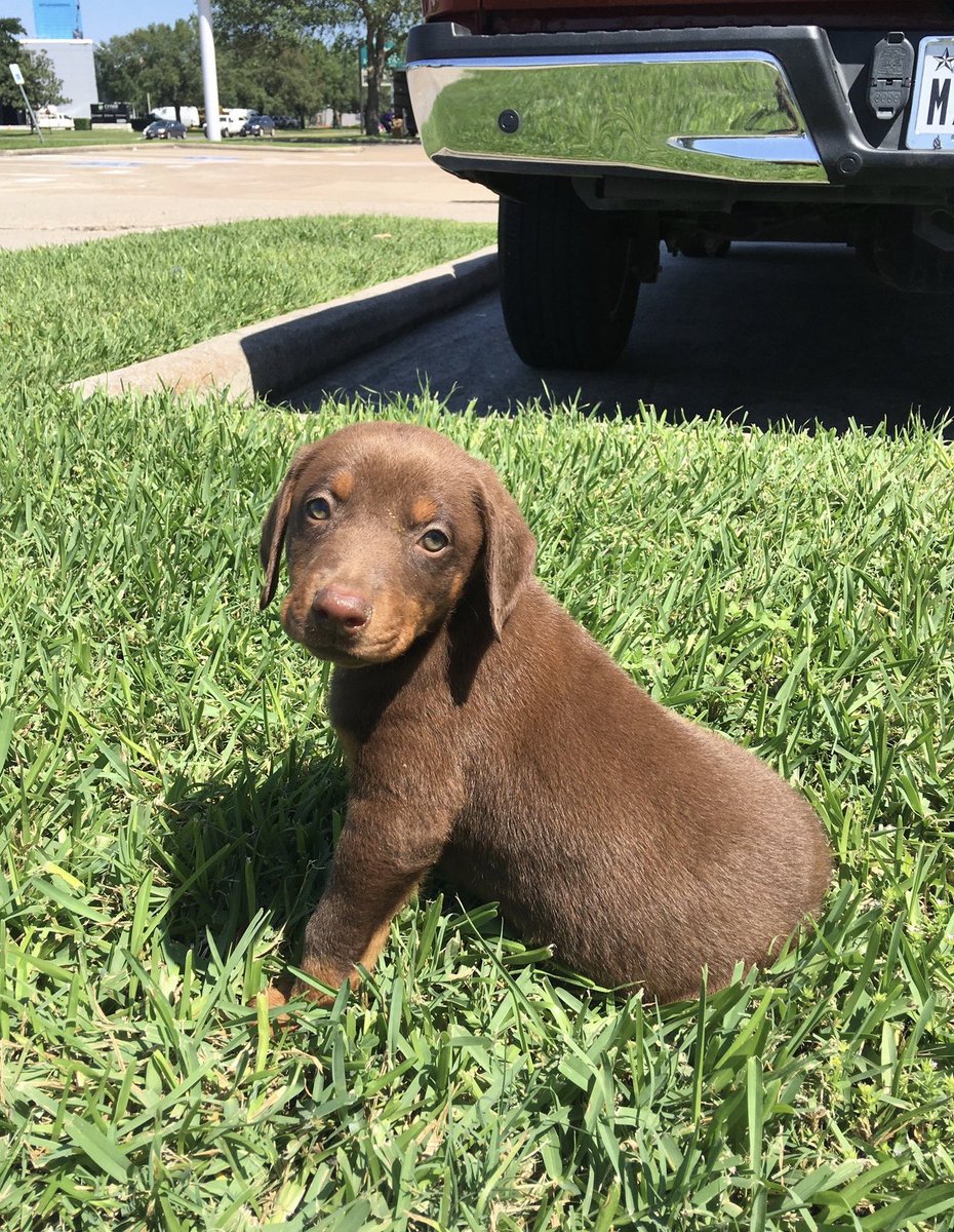 WeRateDogs tweet media