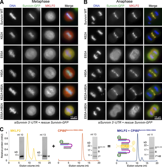 JCellBiol's tweet image. Serena et al @OxBiochNews reveal the molecular basis of MKLP2-dependent Aurora B transport from #chromatin to the #anaphase central #spindle during #mitosis: bit.ly/3bTZayt