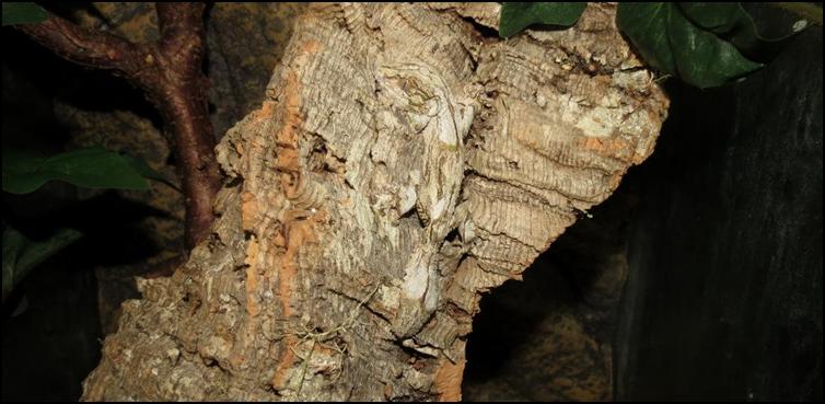 Bagi Uroplatus sikorae, protein-protein opsin yang sensitif terhadap cahaya itu bertindak balas dengan perubahan cahaya di persekitarannya.Tindak balas itu seterusnya dihantarkan kepada otak cicak tersebut.