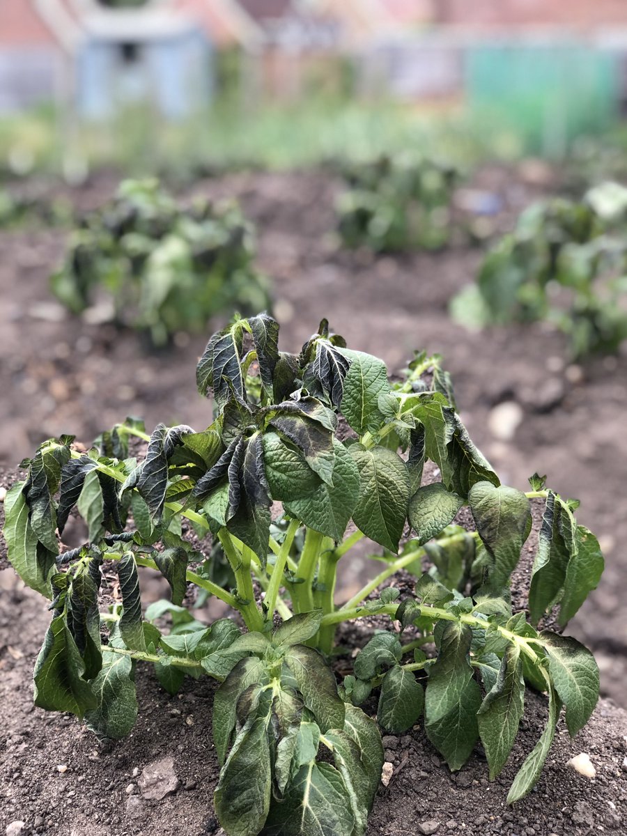 Scoutsscarter's tweet photo. This what happens when a late frost attacks your #allotment #sad #allthatwork https://t.co/MbMPehW9jz