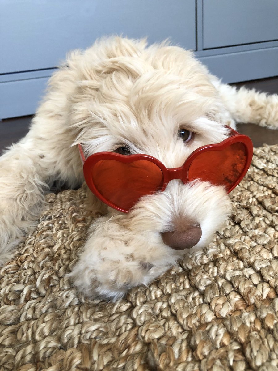 Courish78's tweet photo. Teddy wanted to be in the pet parade as well. @RESKTucker @RoncalliSchool #soaringathome   Kids are wondering if you can spot teddy in one of the pics? https://t.co/wIKaMrld5k