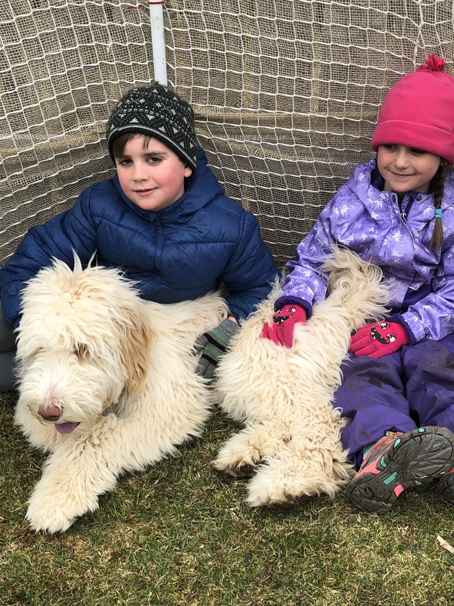 Courish78's tweet photo. Teddy wanted to be in the pet parade as well. @RESKTucker @RoncalliSchool #soaringathome   Kids are wondering if you can spot teddy in one of the pics? https://t.co/wIKaMrld5k