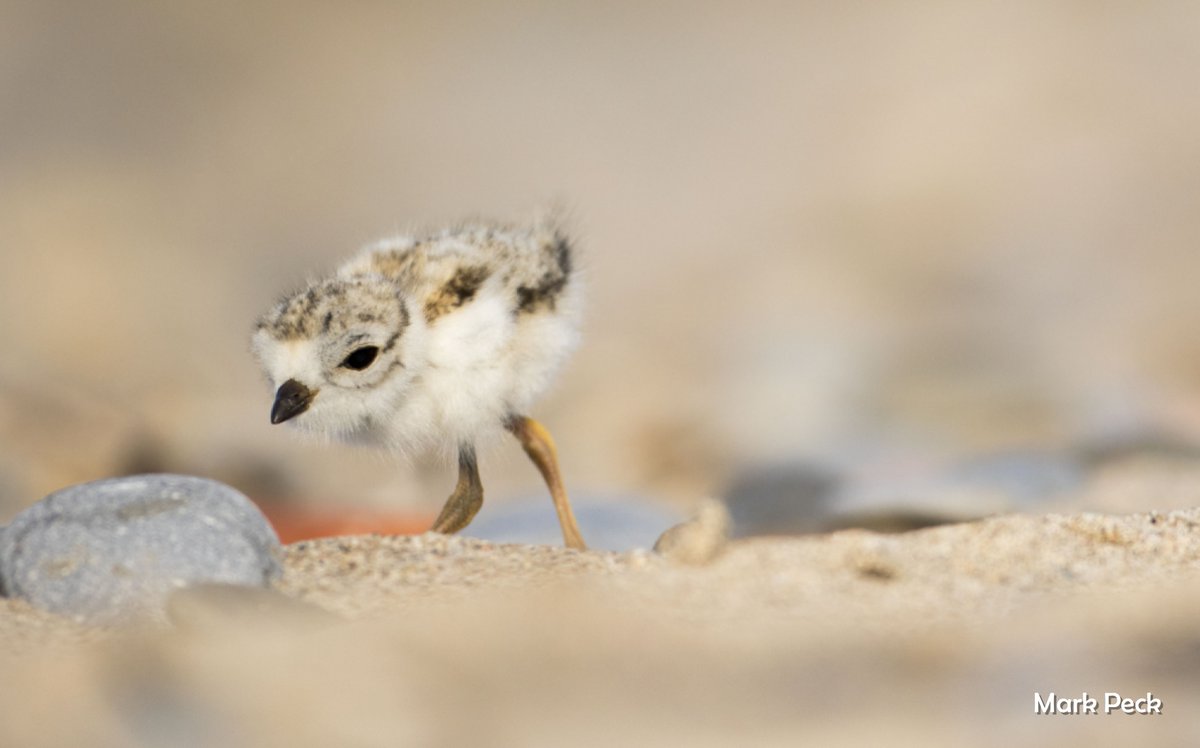 Don't forget to RSVP and join us this Saturday to celebrate Toronto's finest #celebirdies...Piping Plovers! Learn about Piping Plover identification, legs bands... and why Toronto's nude beach is great spot to raise a family of chicks! #TOBirdParty ow.ly/UHM150zxETM