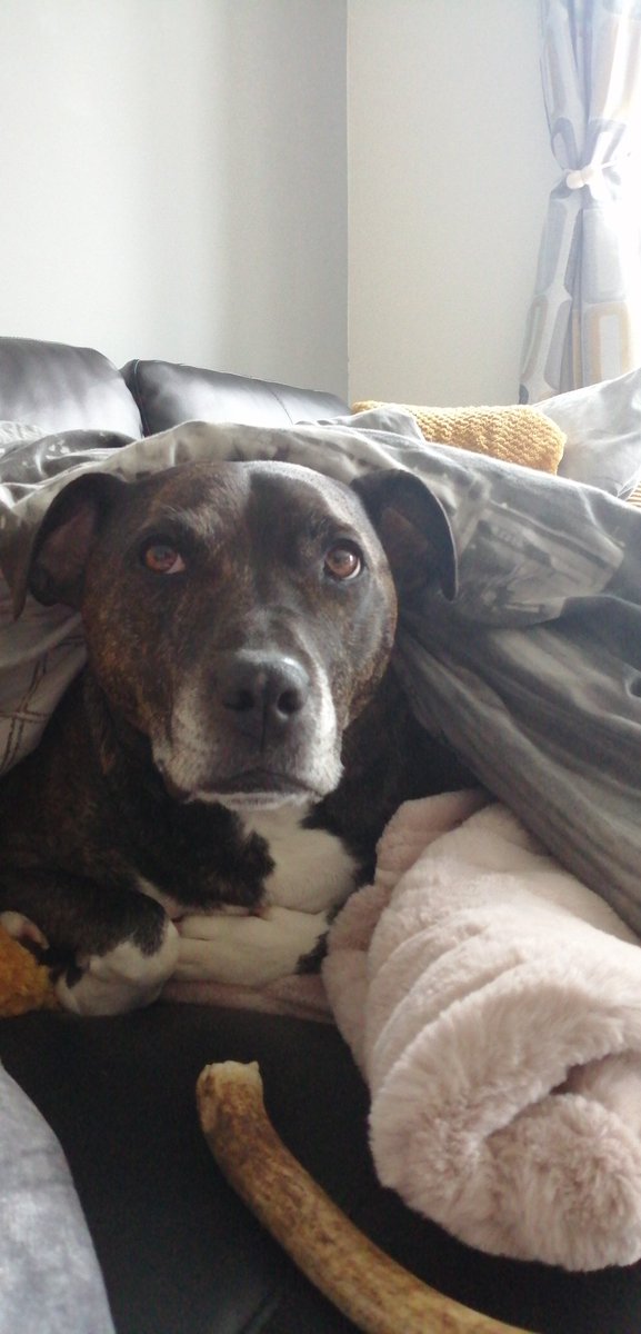 HarleyStaffy's tweet photo. Cheers mum don't mind if I do 🤣 #itsadogslife #tuesdayvibes #dogsoftwitter https://t.co/p8SMMCzHpm