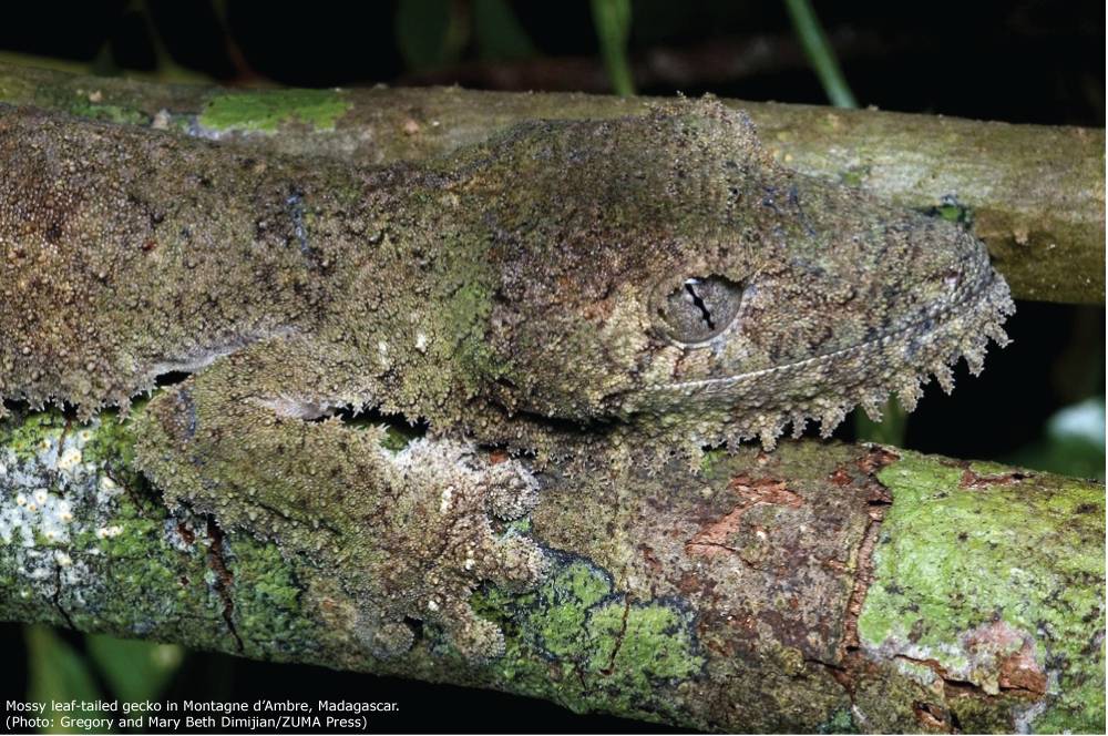 Selain daripada kebolehan bertukar warna, cicak ini juga dilengkapi oleh lebihan kulit yang dikenali sebagai dermal flaps.Kulit tersebut berfungsi dalam menyembunyikan garis bentuk cicak dan menghalang bayang-bayang dari terbentuk di lokasi haiwan ini sedang berehat.