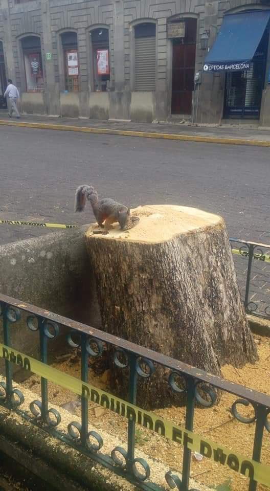 Camscar1's tweet photo. Esta ardilla salió y cuando regresó, su casa ya no estaba ☹️

@suaveslomitos

#animales #ardilla https://t.co/WZL07ngR5f