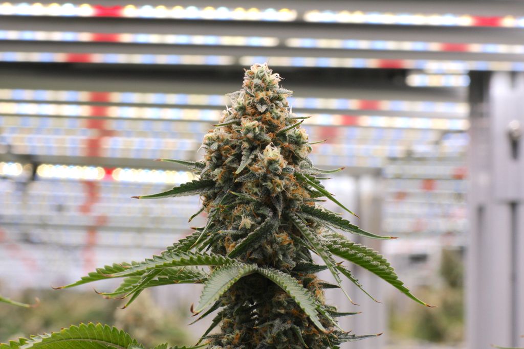 She’s beauty and she’s grace… 
-
#monarchgrow #plantpeopleplanet #blackberryheadband #stayhighmyfriends #cannabislove #aeroponic #sustainablecannabis #washingtoncananbis #cannabisphotography #nugshot