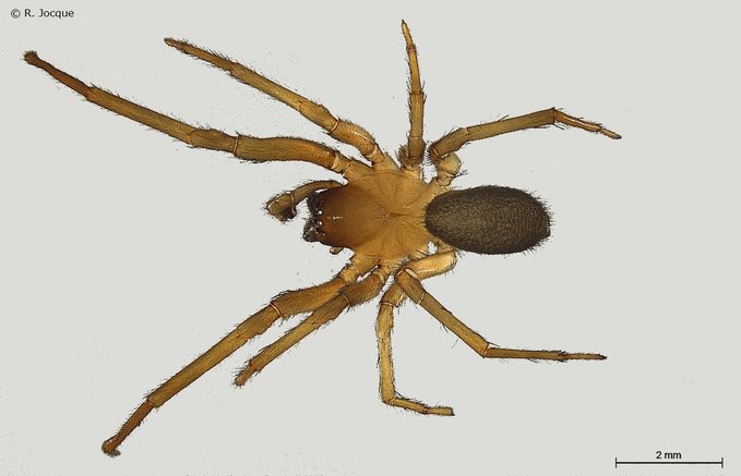 Scientists name new large spider species