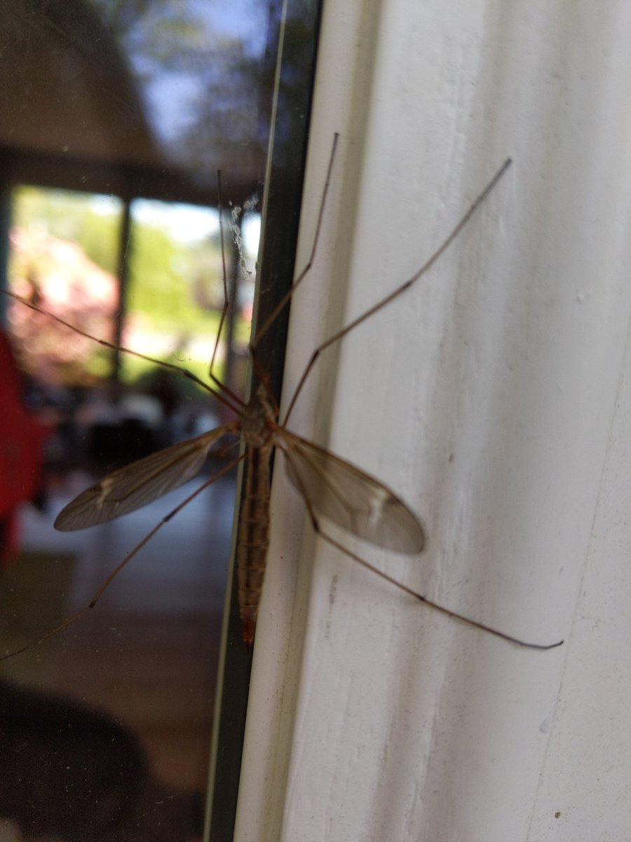 AmandaE_Sci's tweet photo. Found this tipula trying to come inside and get warm @NGSSphenomena #challengeday2 #sciencerules #NGSS #handsonscience https://t.co/V7gPjrSIJH