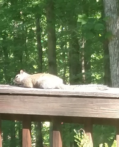 The whole world has gone completely nuts. How's a squirrel supposed to know what to eat first.