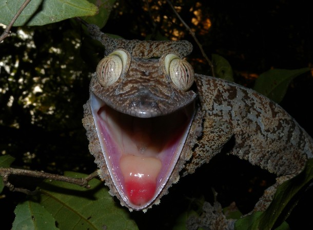 Malangnya, Uroplatus sikorae kini sangat terancam disebabkan oleh kehilangan habitat akibat pembalakan hutan. Selain daripada menjadi mangsa kerakusan manusia yang menangkap dan menjadikan cicak ini sebagai haiwan peliharaan.