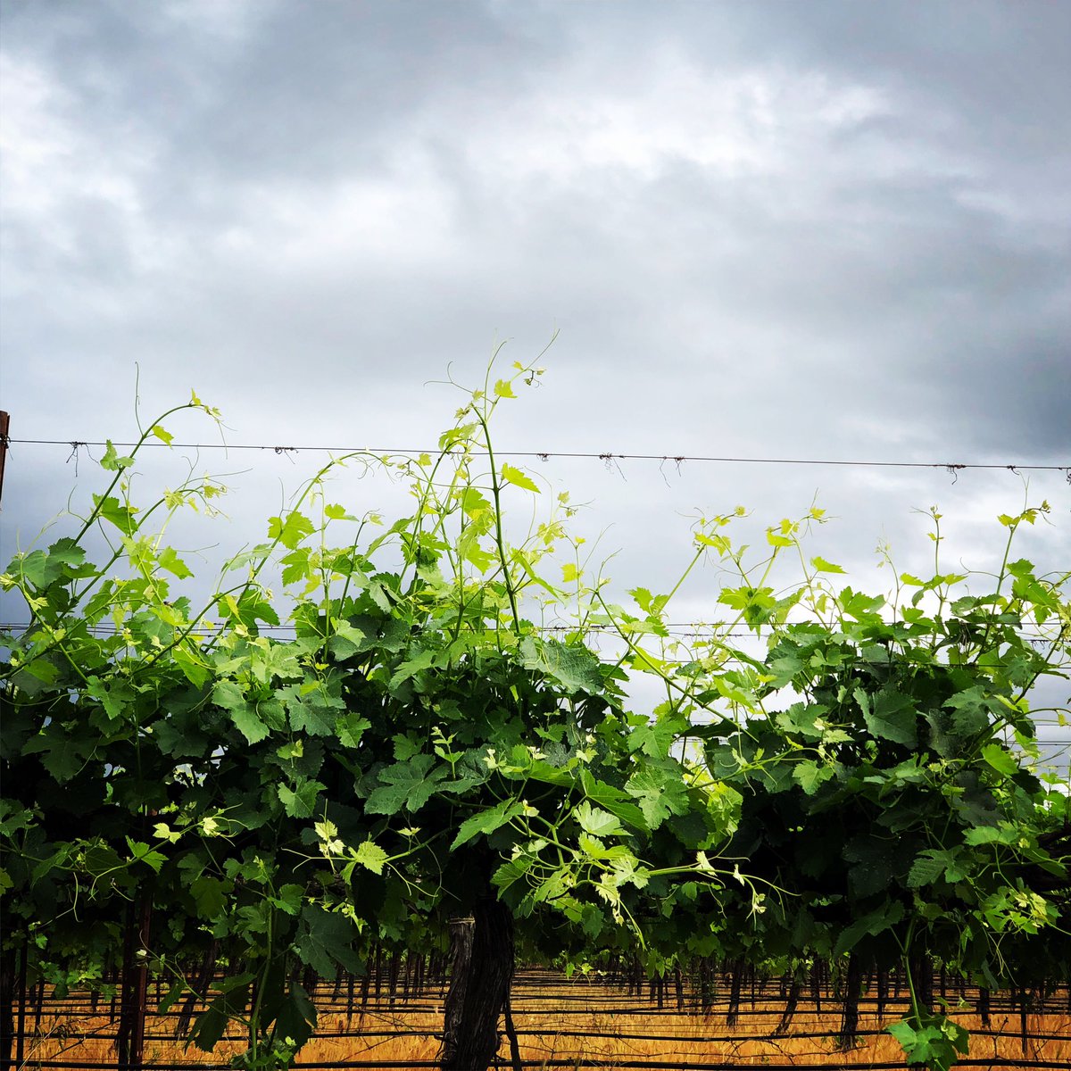 Stormy skies brewin’ in Lodi today.
.
.
.
#lodiwine #syrah #springshowers #vineyard