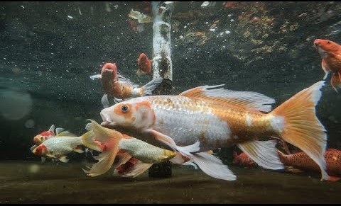 ucdavis's tweet photo. #UCDavisSpringSnapshot (5/12): A staff member and a team of students are caring for nearly 100,000 fish on campus, including fish that are part of research projects and even some koi brought here after the Camp Fire in 2018. https://t.co/LQ4cMQuHeQ https://t.co/J3krApDfrG