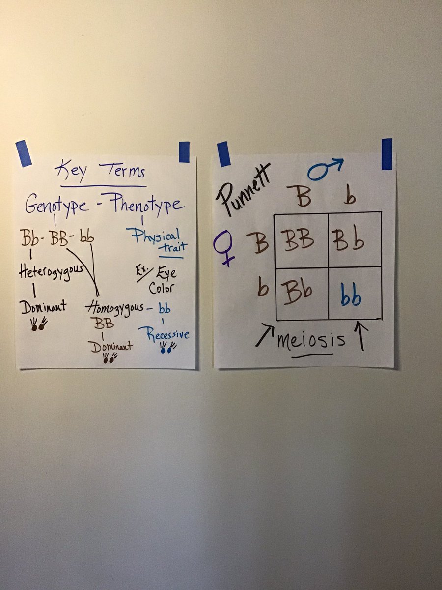 TchKrieger's tweet photo. #AHSRemoteLearning
#AHSBiologyTweets
@AboroPrincipal
#genetics #PunnettSquares ππ https://t.co/GgR7uPUC8D