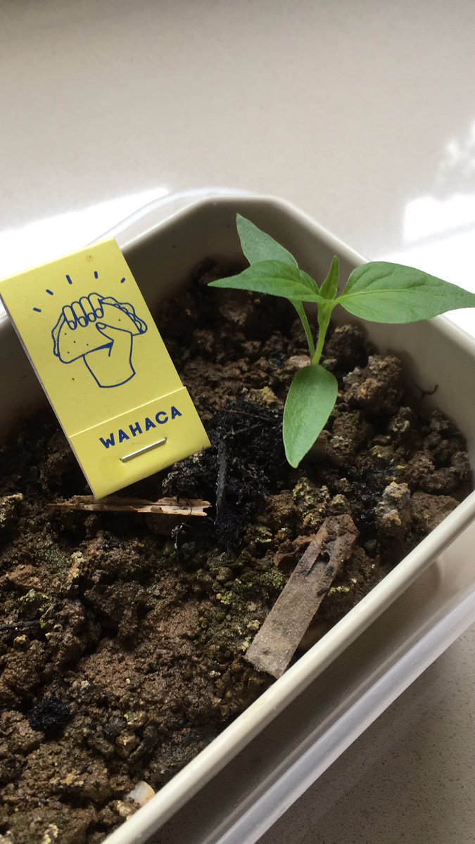 LindaLoader's tweet photo. #wahacachilligrower lockdown fledgling green fingers https://t.co/xo2MImEgyd