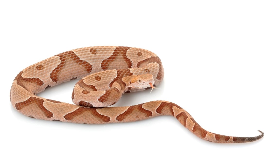 AAAC_Greensboro's tweet photo. Here's a quick guide on common venomous snake species: https://t.co/LFCac1R7sB
Need help on snake identification or snake removal? Call us at 336-481-7106!
#snakeidentification #wildliferemoval #GreensboroNC #wildlife https://t.co/qwfygiWX6H