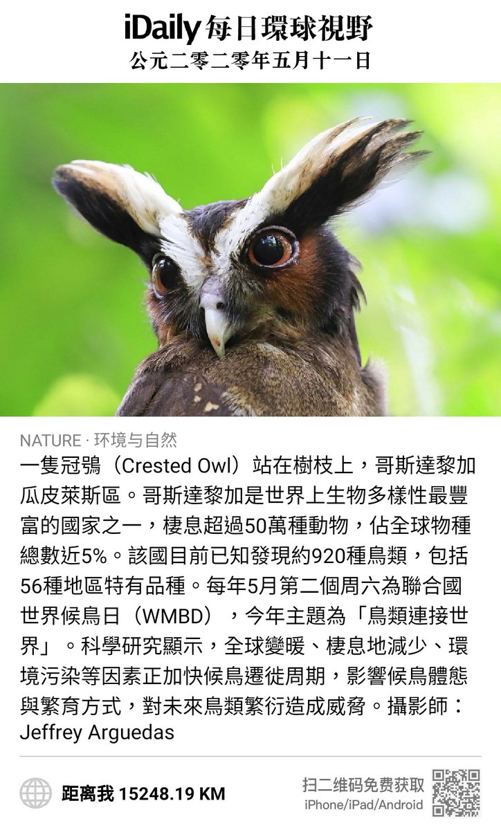 一隻冠鴞（Crested Owl）站在樹枝上，哥斯達黎加瓜皮萊斯區。哥斯達黎加是世界上生物多樣性最豐富的國家之一，棲息超過50萬種動物，佔全球物種總數近5%。每年5月第二個周六為聯合國世界候鳥日（WMBD），今年主題為「鳥類連接世界」。 m.idai.ly/se/ce0R9G