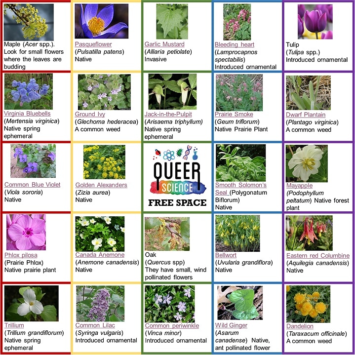 QueerScienceDay's tweet photo. Blooming Bingo!  Queer Science wants you to go out and explore the beauty of Minnesota during social distancing.  Take a picture of yourself with these plants for a chance to win prizes!  If you can't get out in nature, we will accept flower art!
Enjoy the sun and stay safe 1/2 https://t.co/RrzBxVu9dK