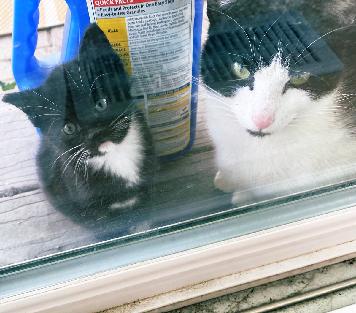 erikalaurenluvs's tweet photo. I’ve been feeding another stray cat on my back porch for a couple months, gaining her trust enough to pet her a little bit.  Today, she brought me her kitten and I AM NOT OKAAAAYYYYY! https://t.co/cIsQziUjmJ