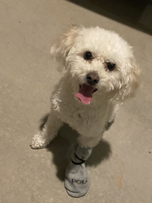 Beavs has allergies n keeps licking his paw so... Had to put my dog in some Polo https://t.co/XHJmyz<a href="/tag/applemusicwrapped"class="tags"><span>#applemusicwrapped</span></a>