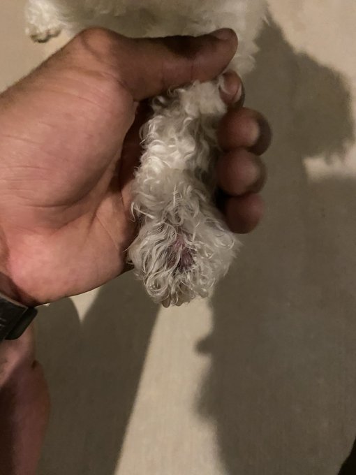 Beavs has allergies n keeps licking his paw so... Had to put my dog in some Polo https://t.co/XHJmyz<a href="/tag/applemusicwrapped"class="tags"><span>#applemusicwrapped</span></a>