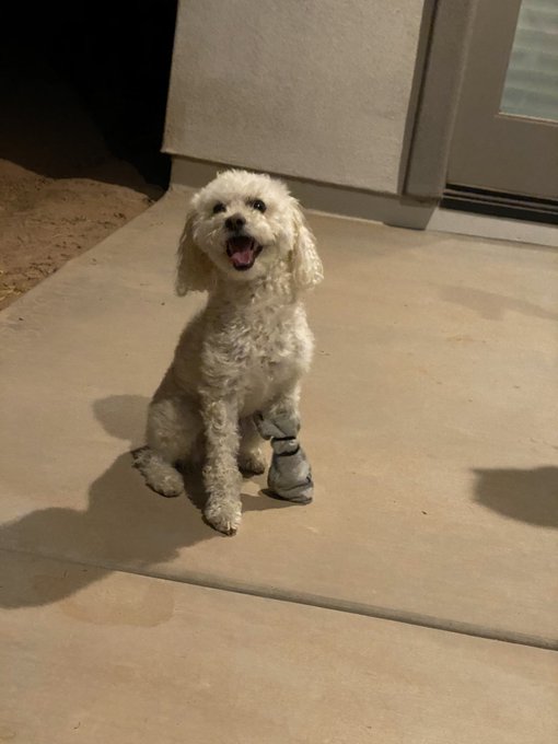 Beavs has allergies n keeps licking his paw so... Had to put my dog in some Polo https://t.co/XHJmyz<a href="/tag/applemusicwrapped"class="tags"><span>#applemusicwrapped</span></a>