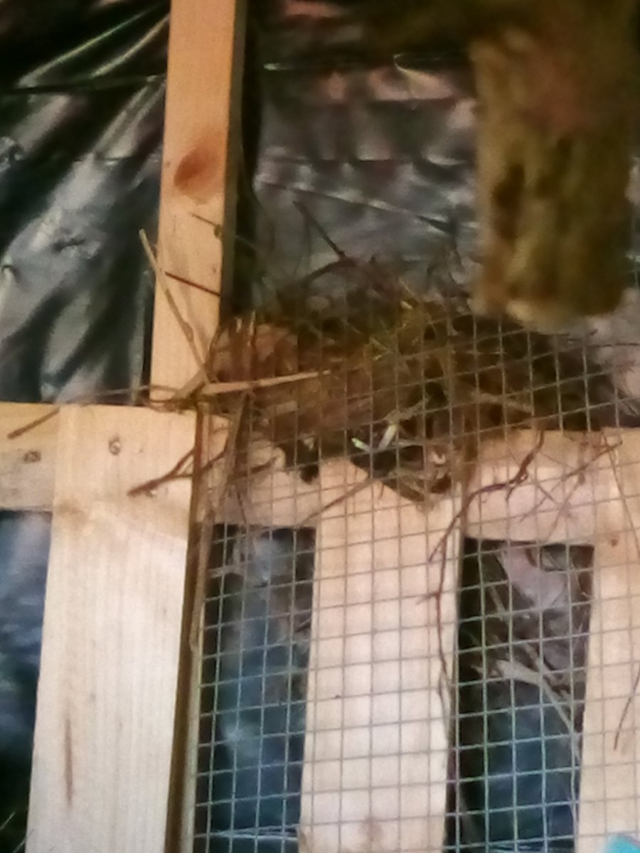 paulmurphy1812's tweet photo. Made a shelter to store my wood and the Blackbirds moved in 😁 https://t.co/DAxt2aO1fN