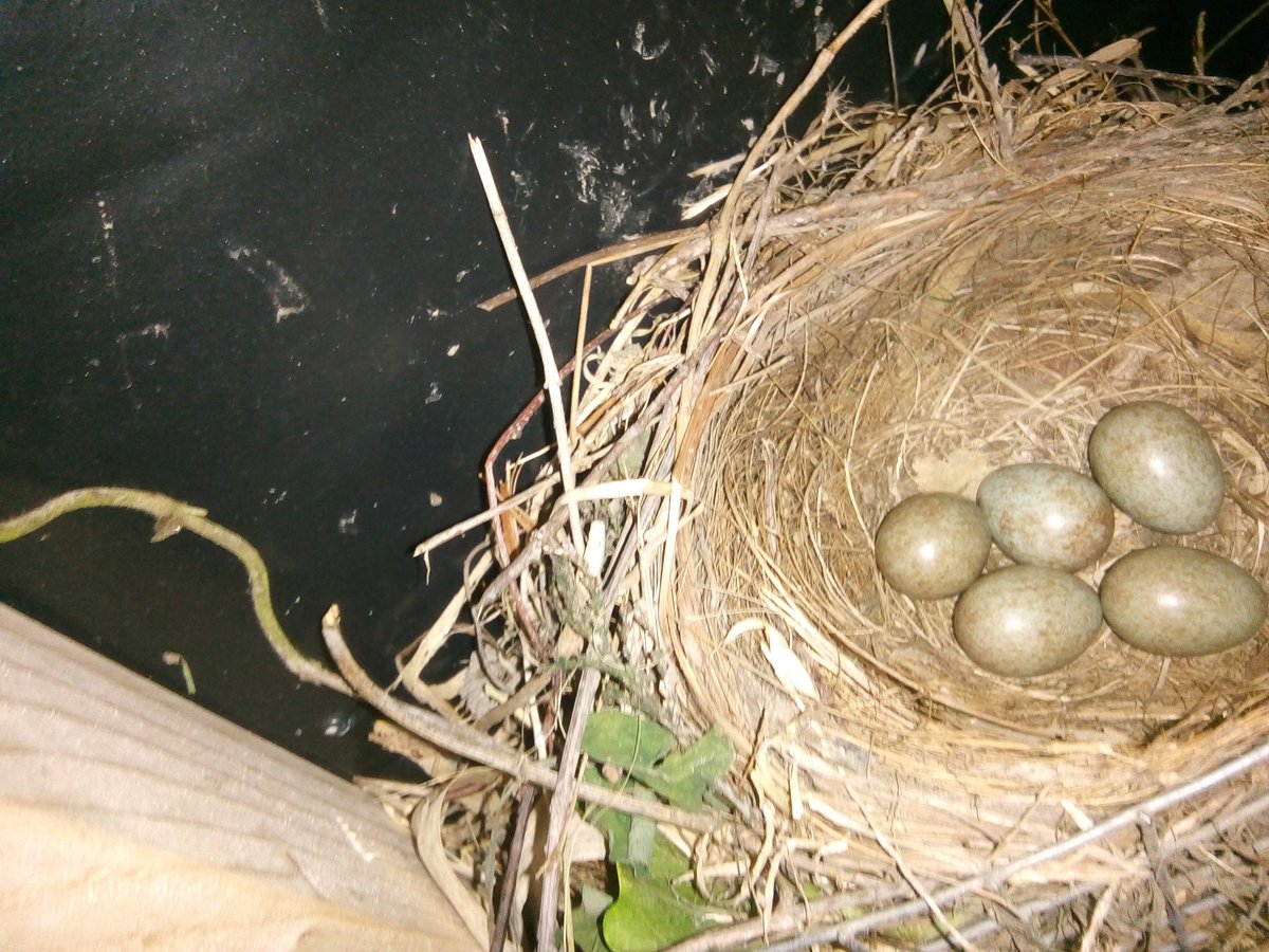 paulmurphy1812's tweet photo. Made a shelter to store my wood and the Blackbirds moved in 😁 https://t.co/DAxt2aO1fN