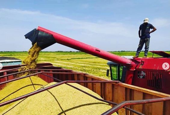 EsrrgV's tweet photo. #RiegoNoticias #ProducirEsVencer Bajo la Gestión del Cuidadano Gobernador del Estado Bolivariano de Guárico @josemvasquez1,la Empresa Socialista de Riego Río Guárico, S.A dió inició a la cosecha del Ciclo Norte - Verano 2019 - 2020, porque en "Guárico Producir es Vencer". https://t.co/3Z4hFoflJZ
