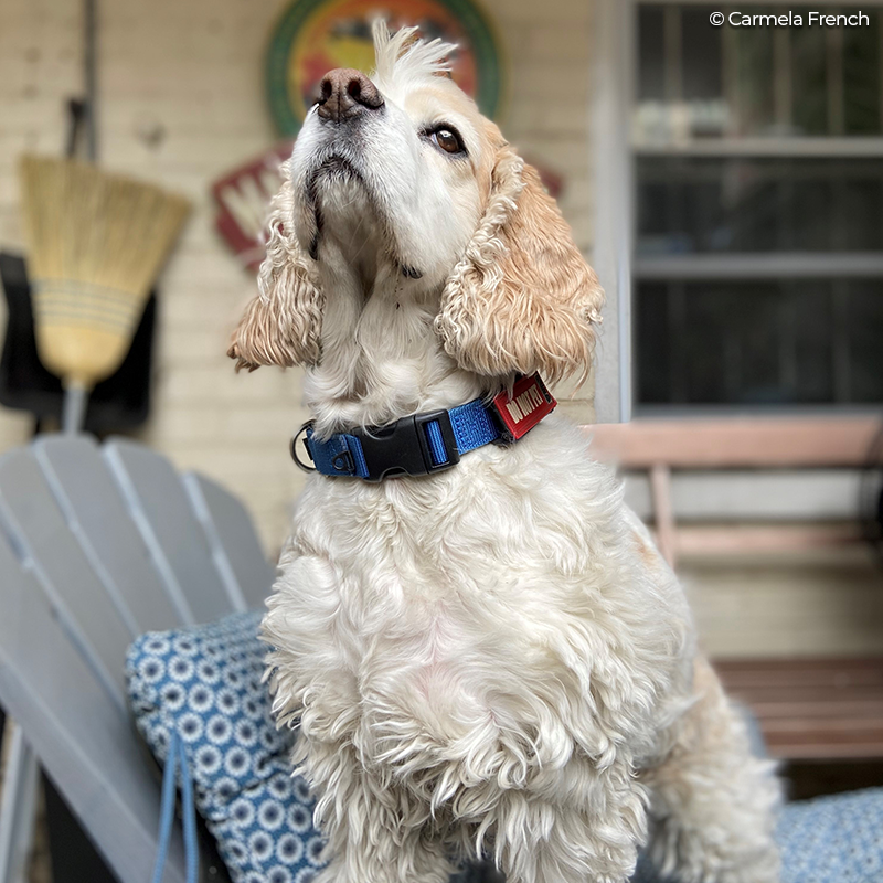 Defenders's tweet photo. Meet Henry! He knows how important our work is, &amp; he loves to review resumes to find our next team members with his office mate, Carmela French, our recruiting manager. You can check out some of our open positions here: https://t.co/ajnk7RwiCe #RemoteDefending https://t.co/OpmQF2MlTn