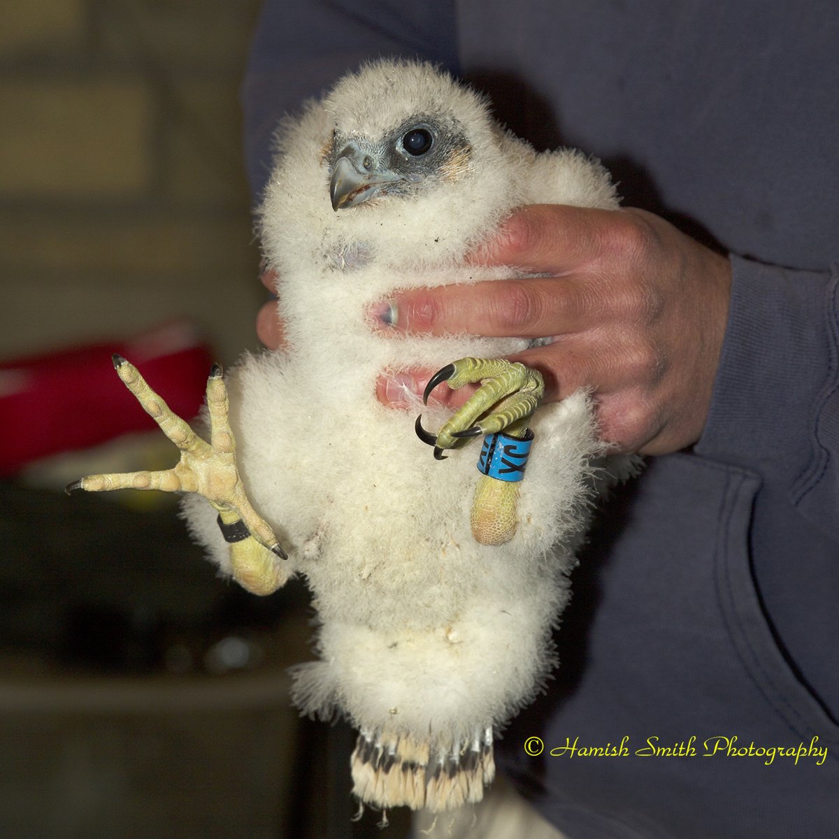 Today would was to be ringing day for these guys. Some recent Twitter comments as to what "cute, little things" they are. They're not little, oh no! This is female JX from 2015 at the same age, weighing in at 905g, and she's not particularly big. <a href="/Hawkandowluk/">Hawk and Owl Trust</a> <a href="/stjohnsrcbathuk/">St John's RC Bath UK</a>
