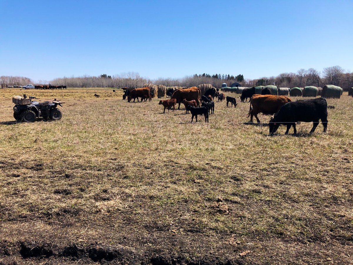EdieCreekAngus's tweet photo. Even though we had a -5Β°C frost overnight, the promise of spring is evident seeing these cows choose nibbles of fresh grass when we give them access to a new row of #BaleGrazing bales! Itβs good to see!
#LongWinter #DryEnough #ActuallyHopingForSomeRain https://t.co/x2qaPOHAiE