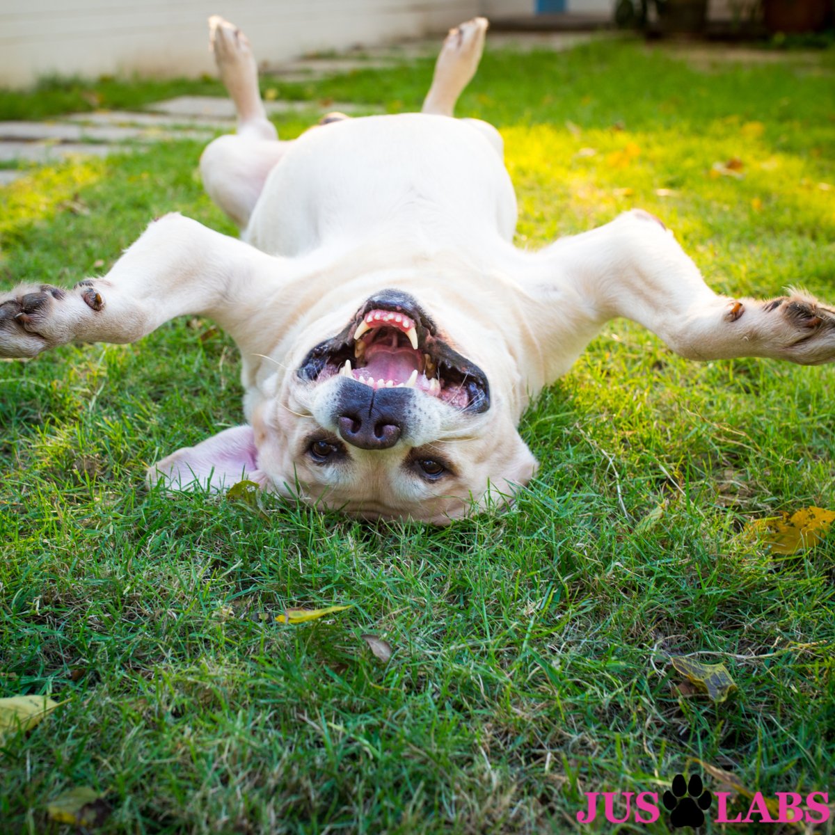 juslabs's tweet photo. OH BOY OH BOY OH BOY!!!

Just as exciting as a new tennis ball is a brand new EASY TO USE website. Checkout the new https://t.co/RkVef8dzmD. 

Our new online store is fast and easy to use! https://t.co/tLe0iY1joS