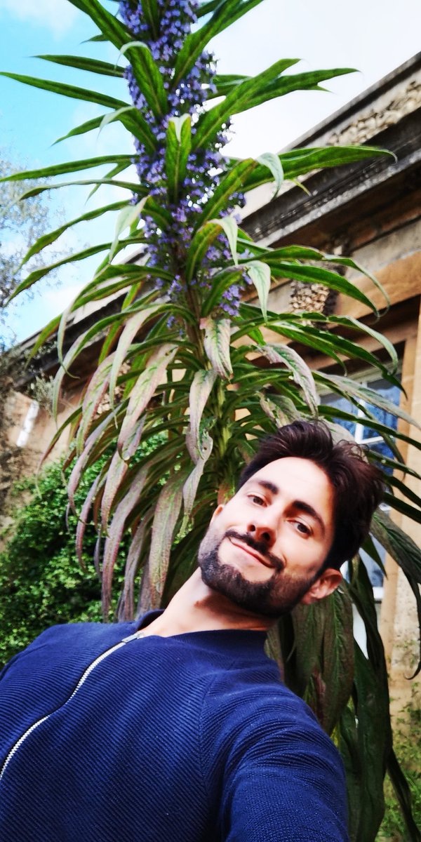 thorogoodchris1's tweet photo. Me trying (and failing) to show the size of this monstrous echium that is coming into bloom at the Botanic Garden at the moment. A relative of our humble viper's-bugloss only MUCH bigger. https://t.co/BgTSHTyS9L