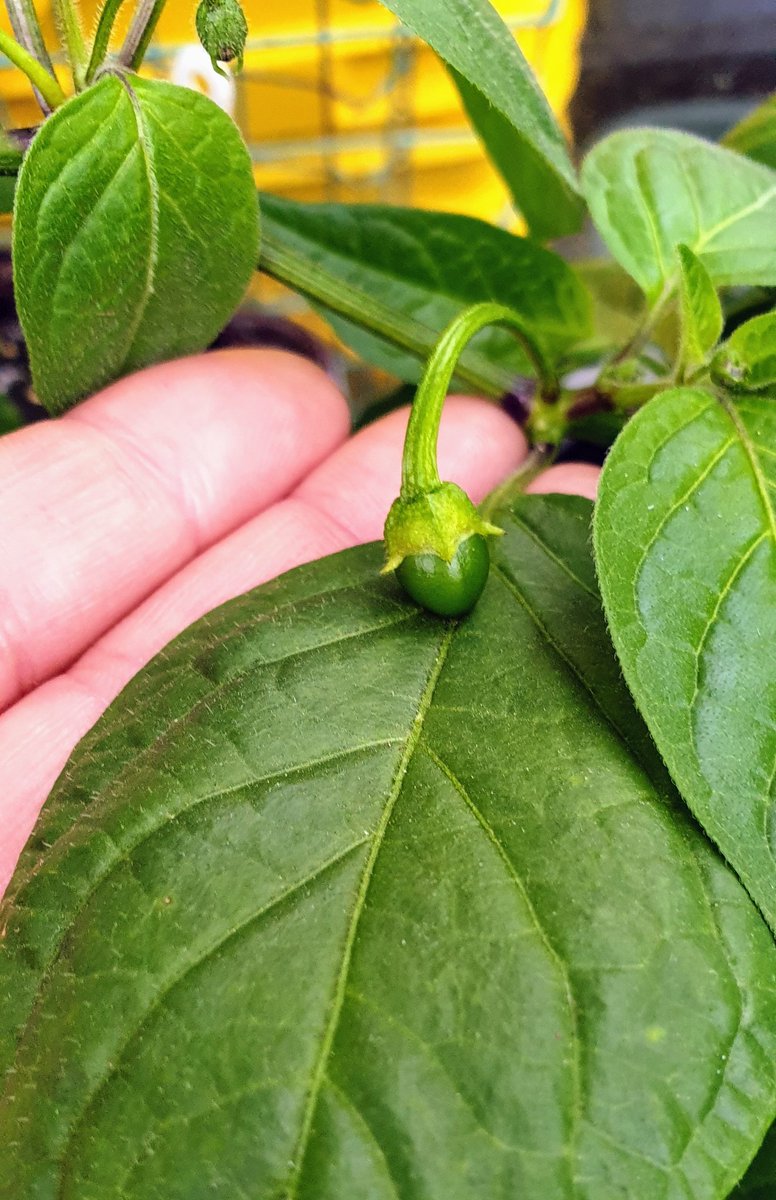 KellyWoodroffe's tweet photo. π It's a little chilli on my San Pedro Rojo Rocoto (that's a mouthful!) #growmybeauties #growingmyown #chillies #willbespicy #rocoto https://t.co/p5L2EBvLRs