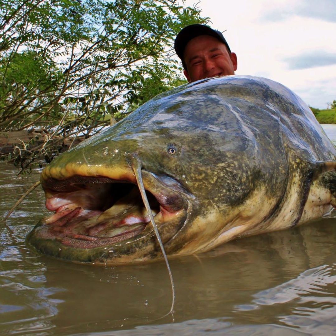 Fact Maniac on X: According to National Geographic, the Wels Catfish is  the largest freshwater fish in Europe. It can grow up to 15 feet long, and  weighs as much as 660