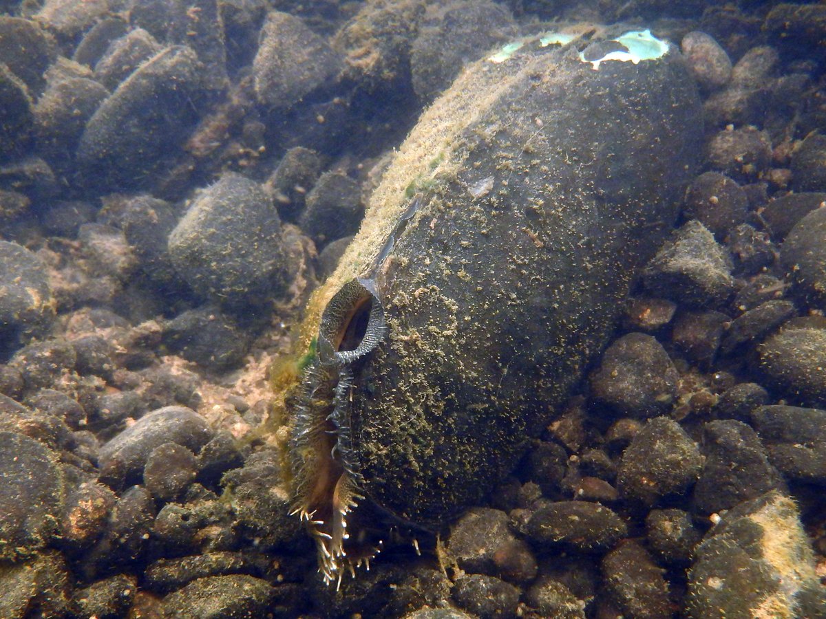 FMCS_Mollusk's tweet image. Check out this awesome Black Sandshell (Ligumia recta) showing off it's lure and siphons. This species can grow exceptionally long, up to 180mm (7 inches). Photo Credit: Kirt Jirka, Oswayo Creek, NY.