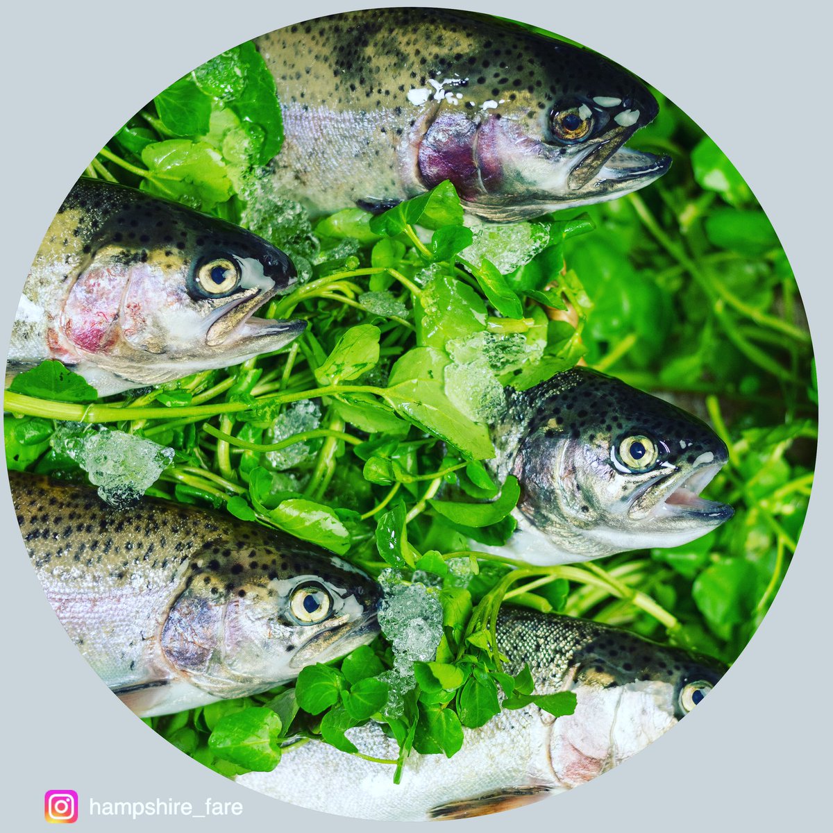 HampshireFare's tweet photo. Support in the shape of @jamieoliver https://t.co/B3S90R1tal Singing praises for producers such as Hampshire’s @Chalk_Stream trout, truly helps these businesses along during a time when the hospitality sector is holding. Buy here https://t.co/Pb8wGoaIVv Thank you https://t.co/uJ5d0bbqUC