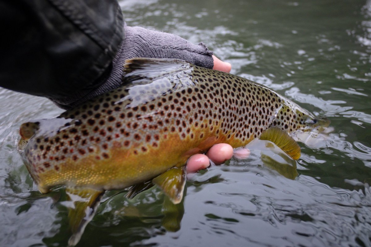 KeystoneFlyFish's tweet image. We’re open for business, year 6 is a go! Looking to learn a new technique? Want to improve your casting? Interested in meeting new water? We can help! We will be adhering to all official guidelines and practicing #responsiblerecreation this season. See you on the water!